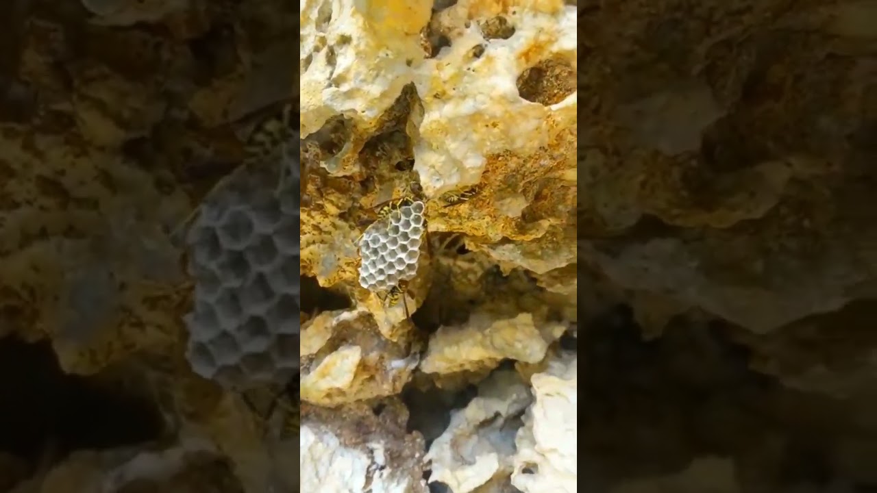 The European paper wasp can also nest in small cavities.