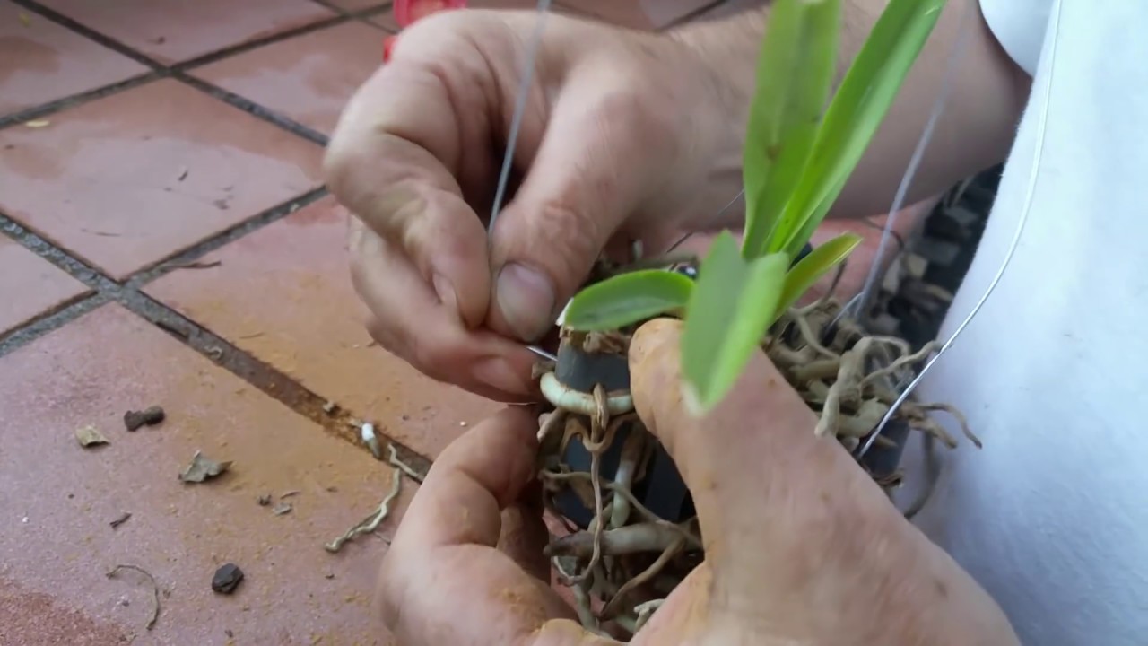 Cómo dividir una orquídea vanda