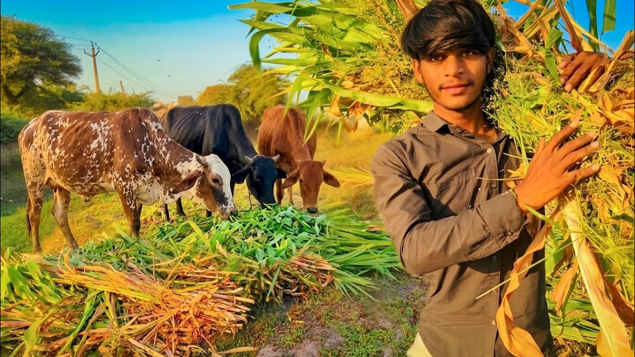 Gau mata ko chaara daal diya! 😍