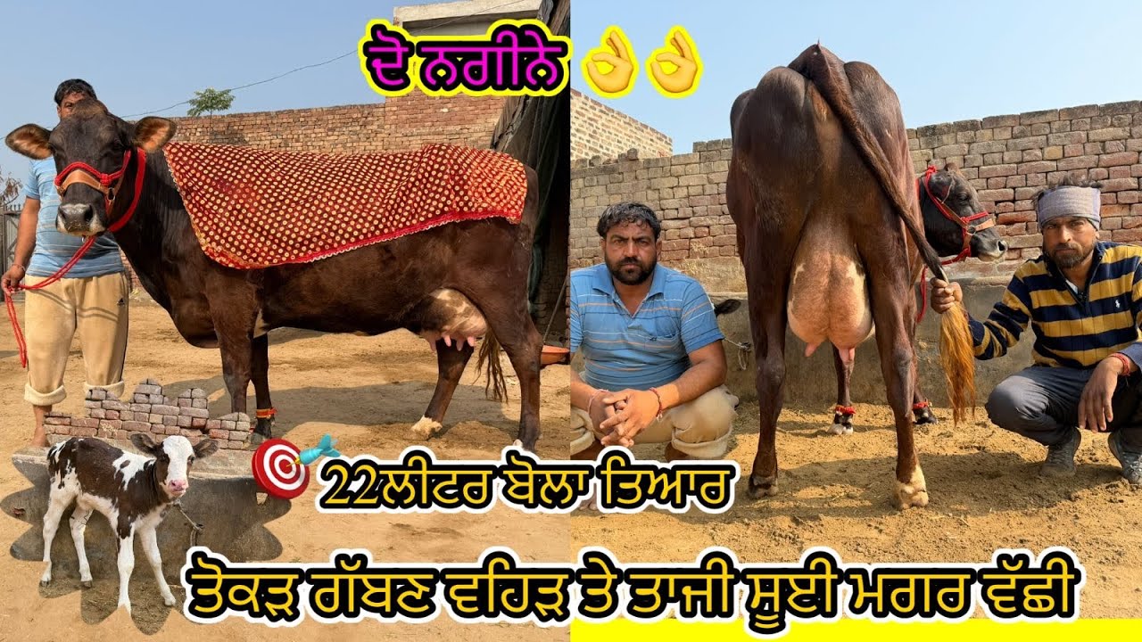 ਪਿੰਡ ਜਿਉਦ। ਇੱਕ ਤੋਕੜ ਗੱਬਣ ਗਾਂ ਤੇ ਤਾਜ਼ੀ ਸੂਈ ਗਾਂ ਵਿਕਾਉ 👌🔥ਘੱਟ ਰੇਟ 😱🔥Bawa dairy farm 