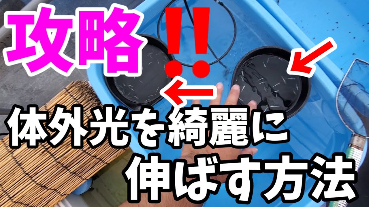 【めだか攻略】体外光を綺麗に伸ばす方法【黒容器vs青容器】仕上がりの差が歴然‼️安らぎAQUAちゃんねる
