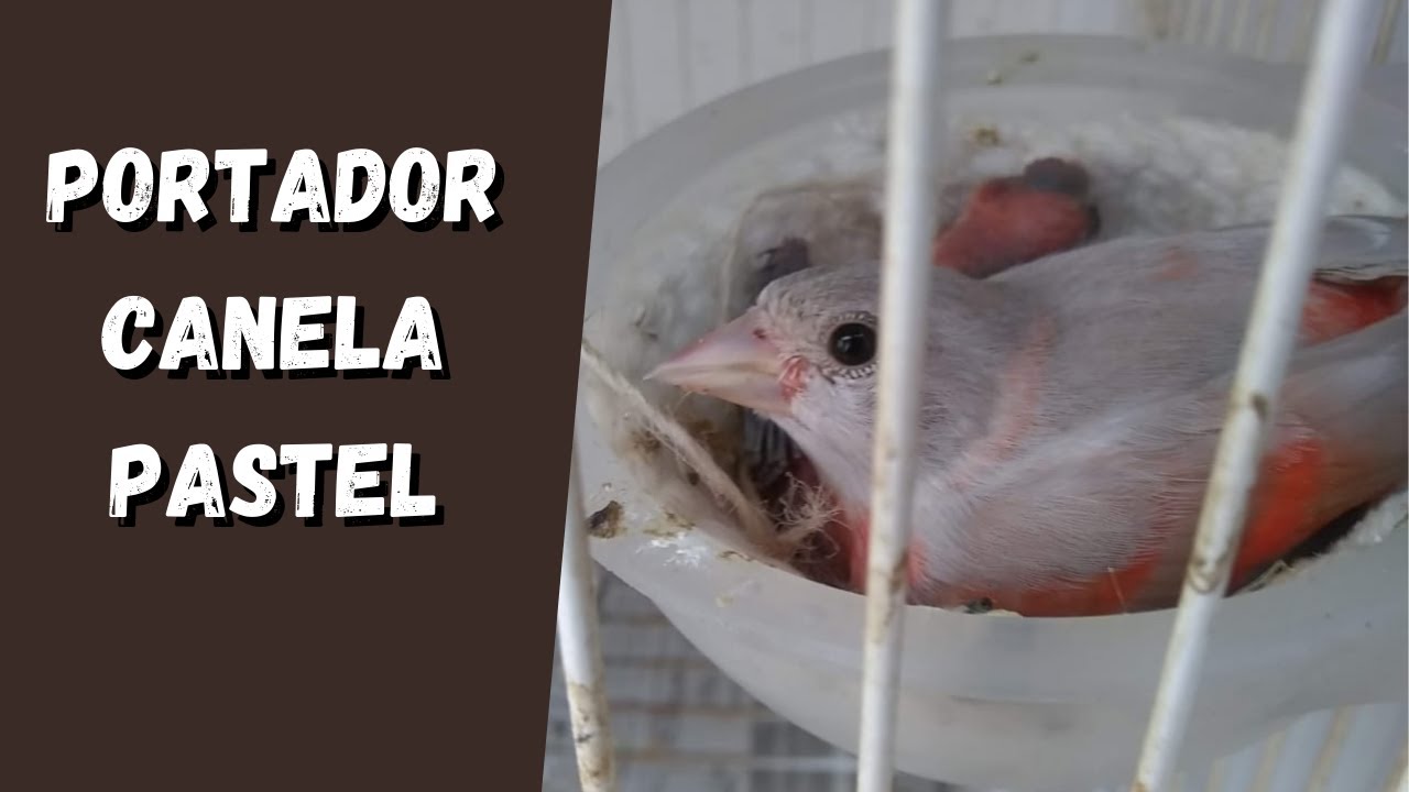 Entenda o Portador de canela pastel
