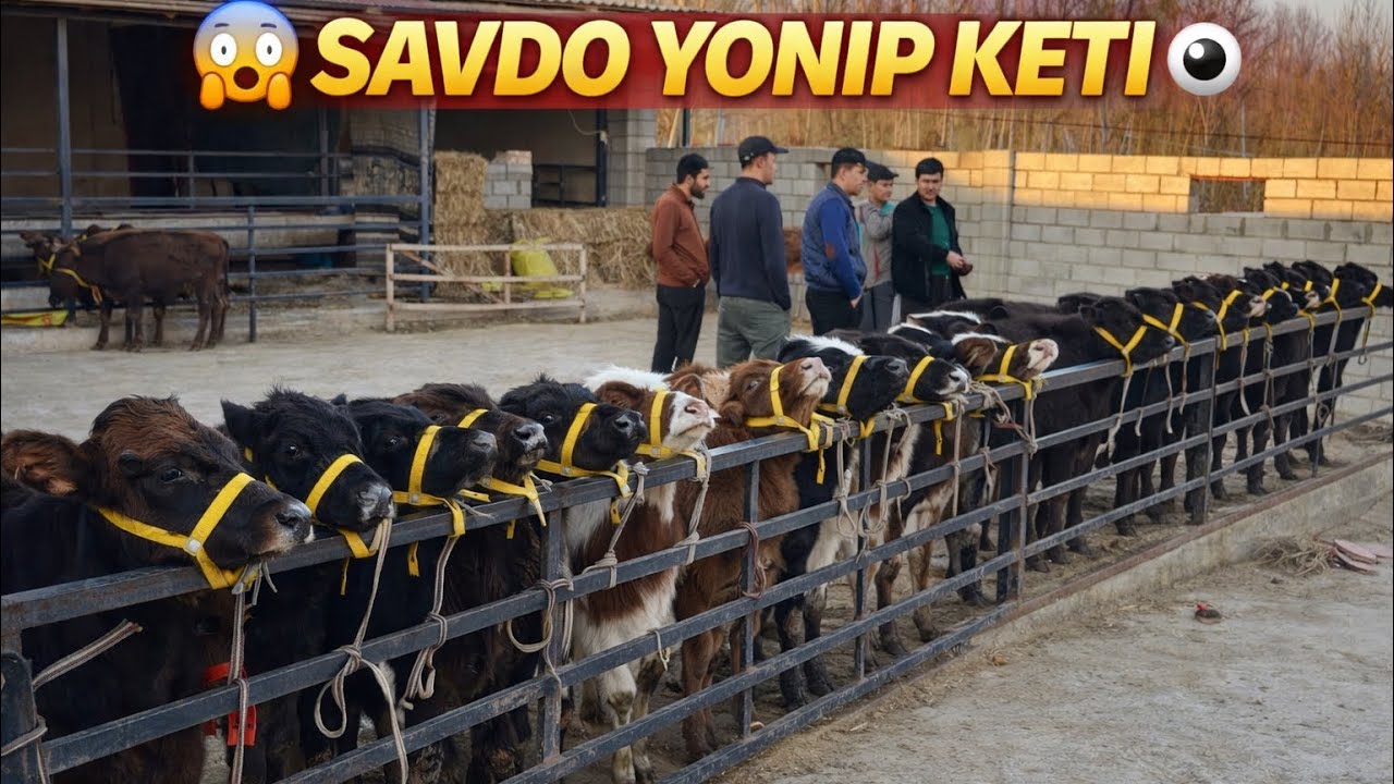 👁️ibrohim 600.700.ziyoniga qoyip yubordi shoshlig 6.800.dan buqalar va hunajinlar 🐂🐄 2026_03_mart.
