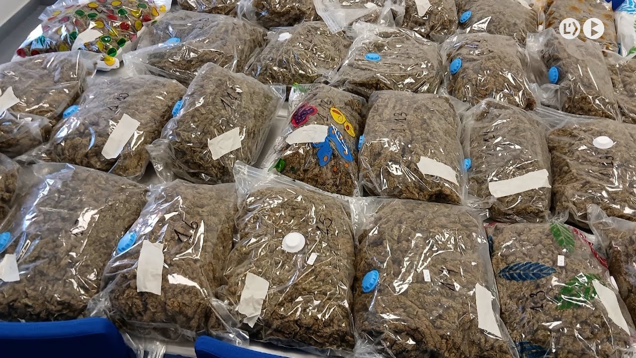 Detenen un noi de 19 anys amb 35 quilos de marihuana al cotxe