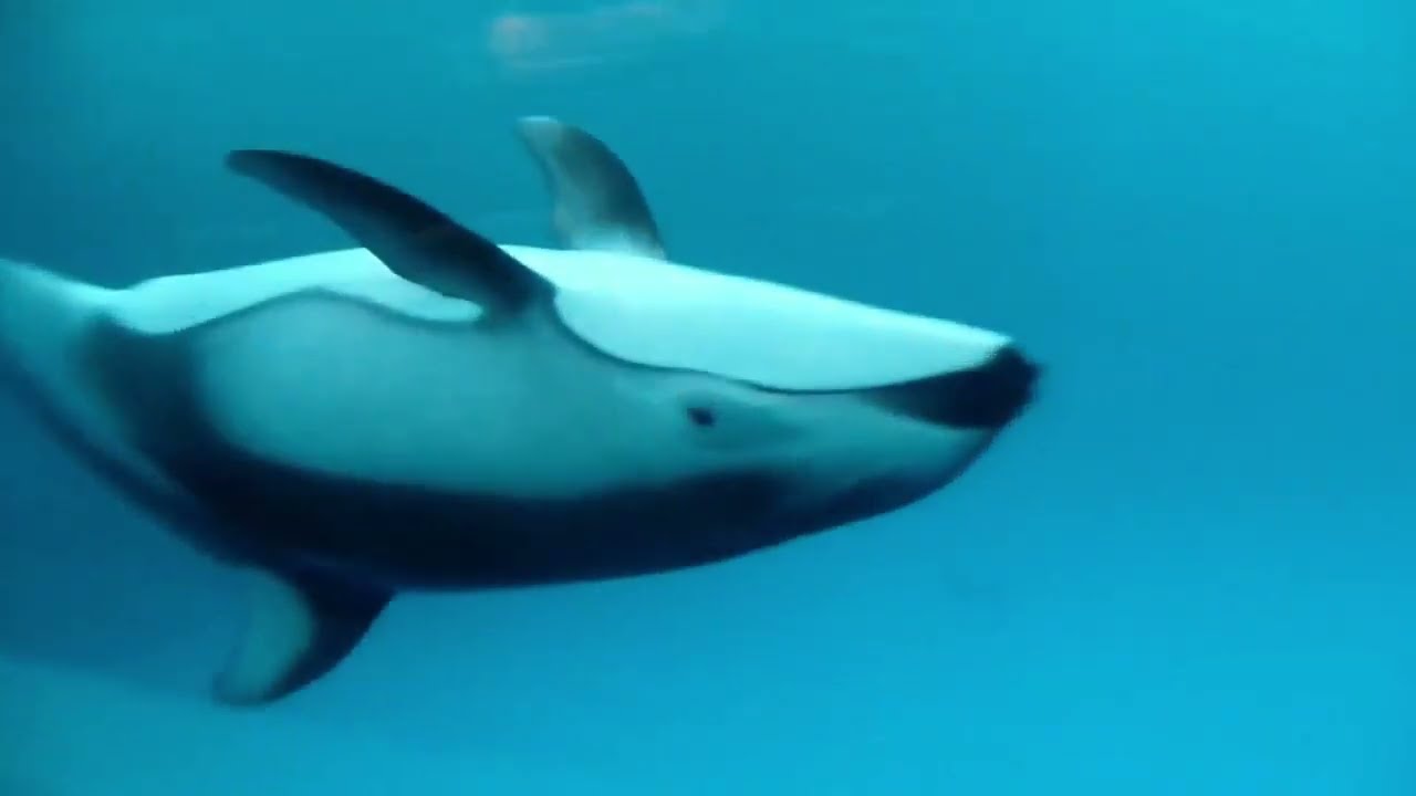 Shedd Aquarium - Cetaceans - 2016