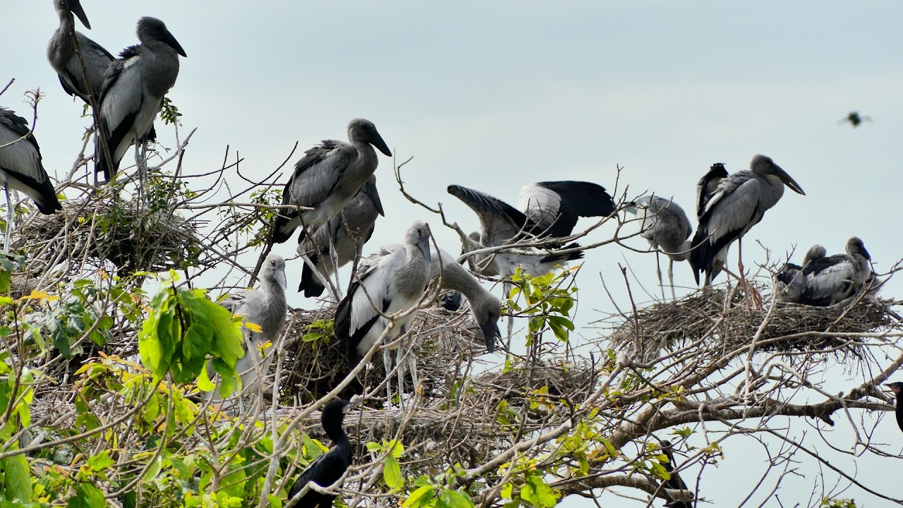 AMAZING LIFE OF BIRDS Wildlife Documentary 0009