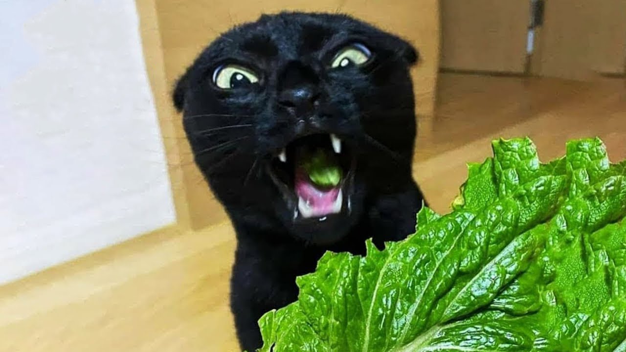 Funniest Animal Videos 😄 Cats & Dogs Doing Goofy Stuff