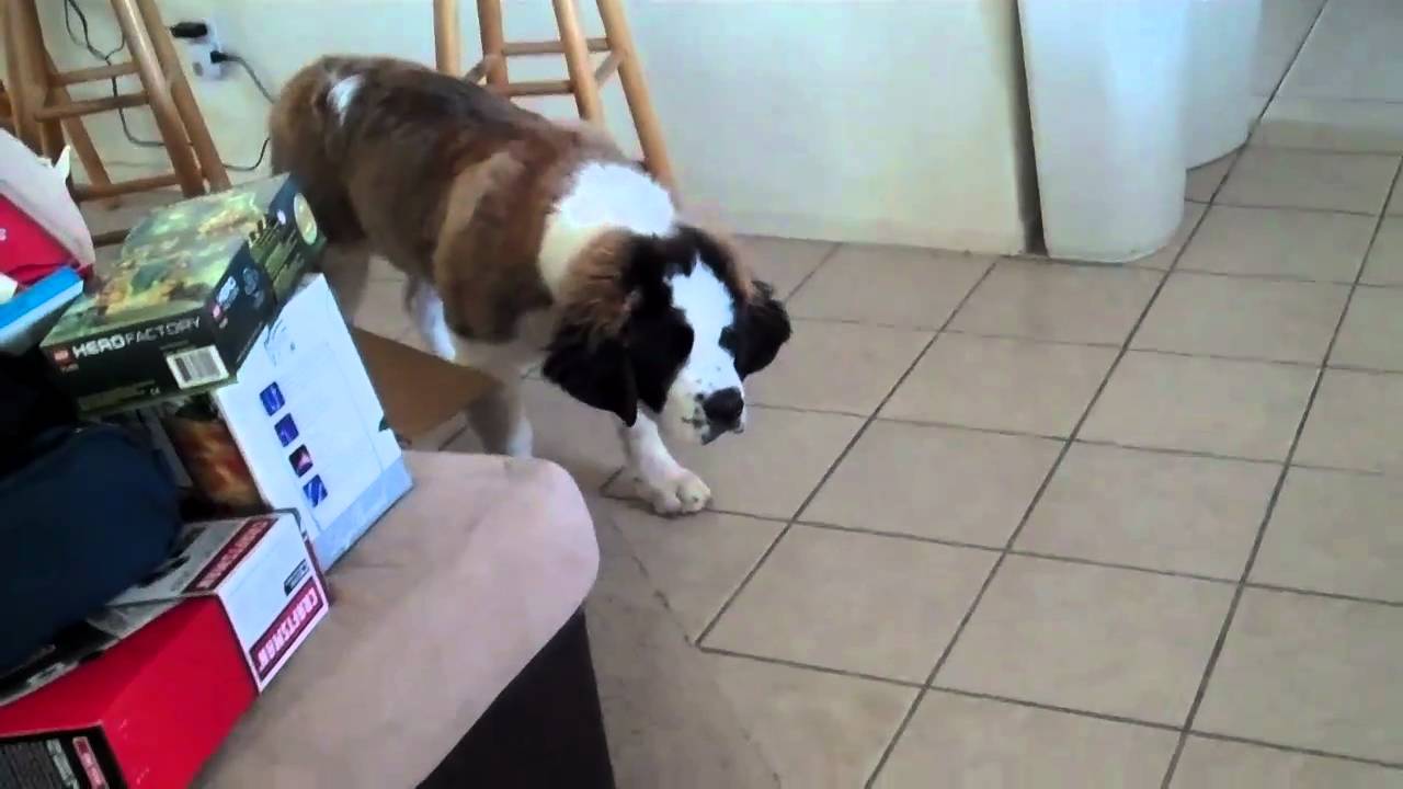 Bowdrie Barking at mini St. Bernard