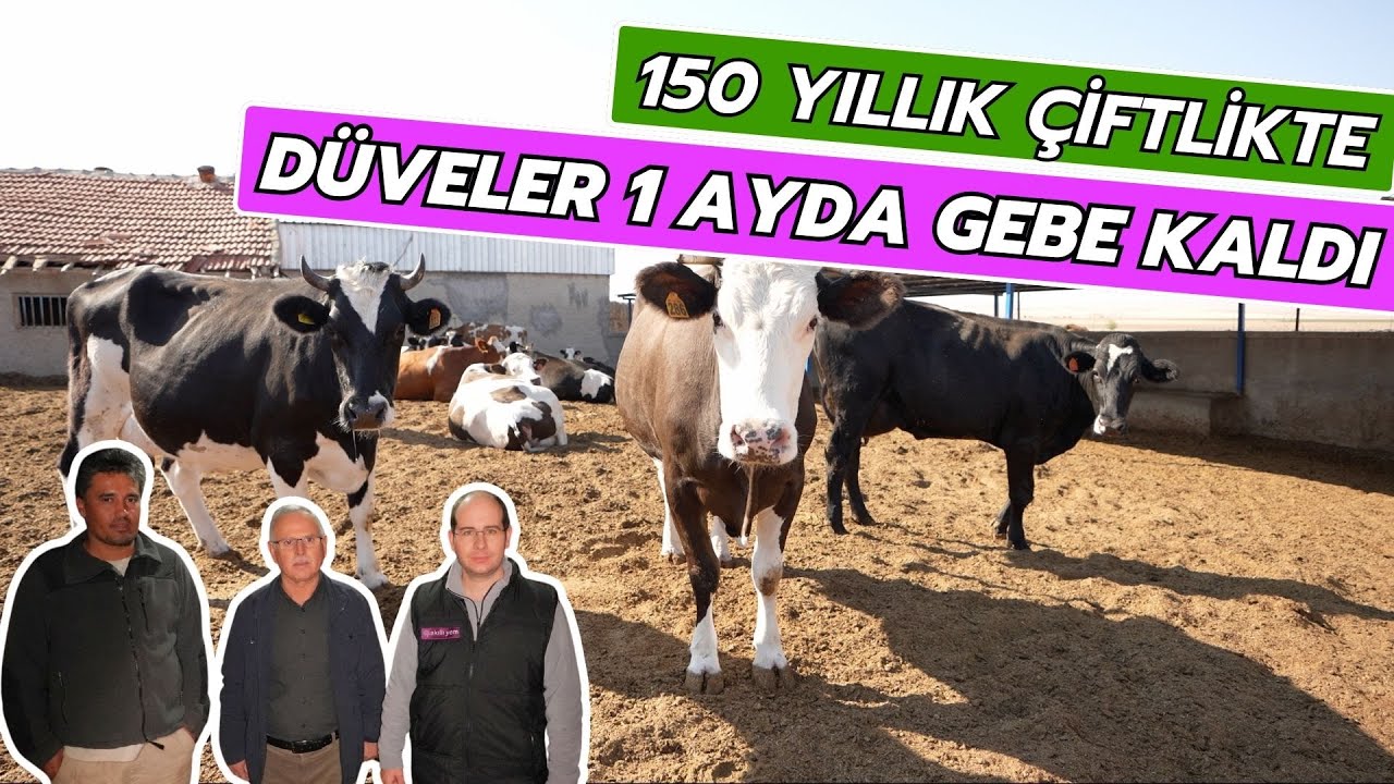 150 Yıllık Çiftlikte Düveler 1 Ayda Gebe Kaldı