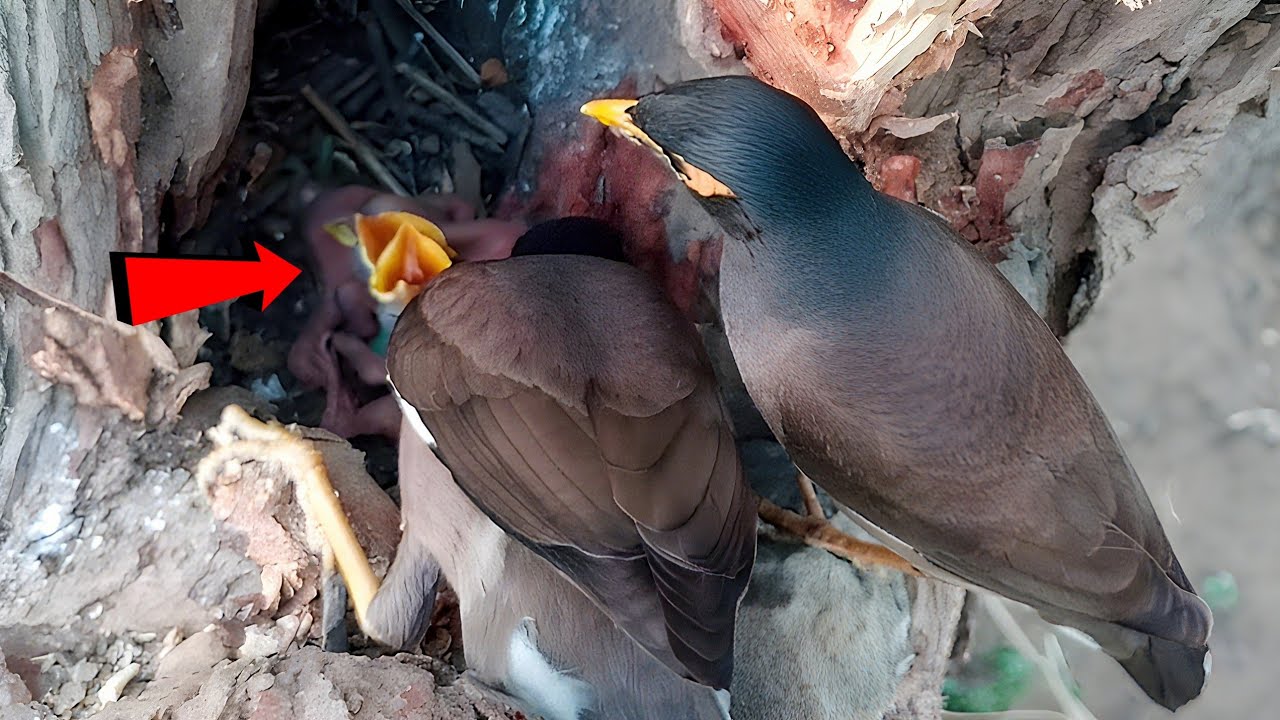Myna bird Feeding Its Tiny Nest Chicks Inside a Hidden Tree Nest!