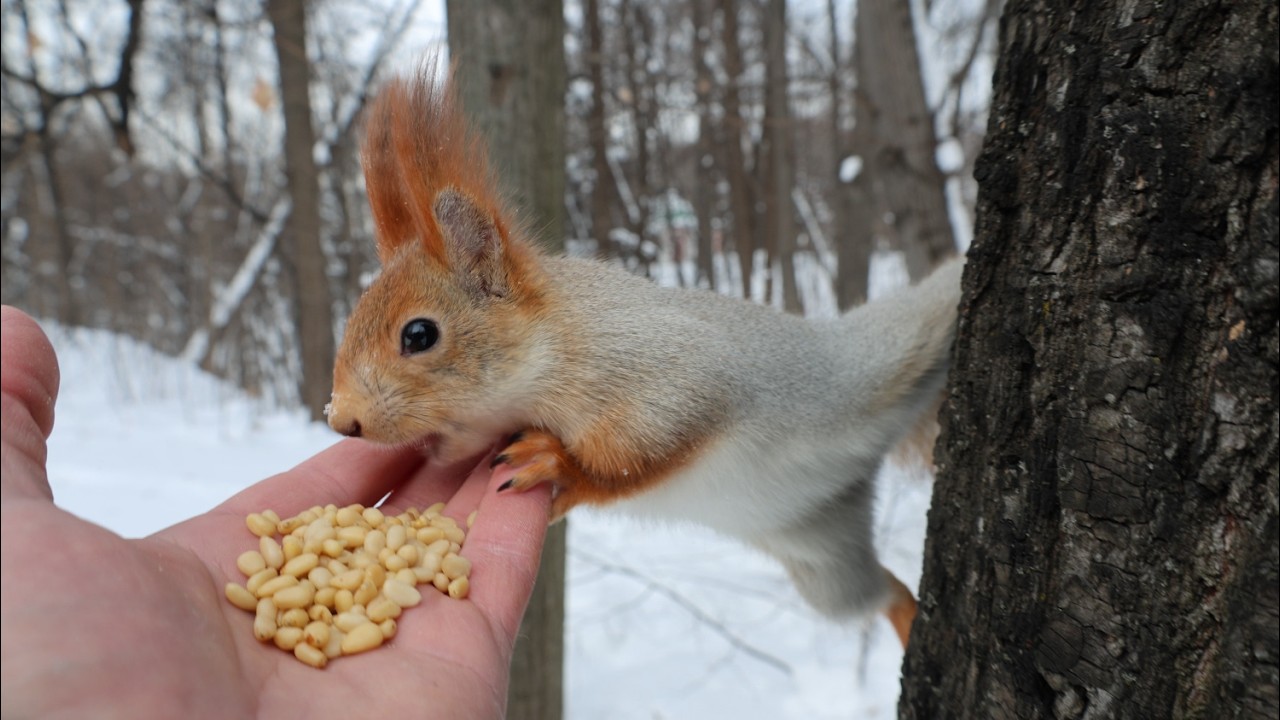 Покормил беременную белку / I fed a pregnant squirrel