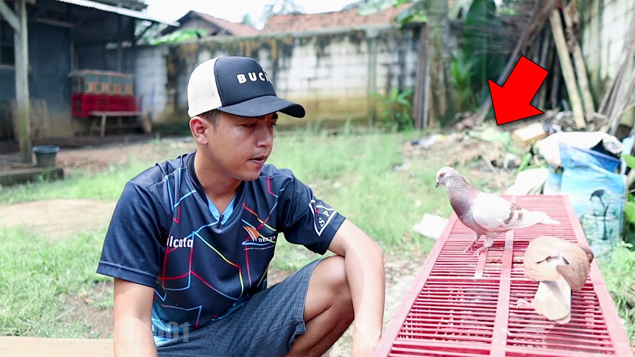 FULL PROSES GANTI BETINA MERPATI SAMPAI GIRING