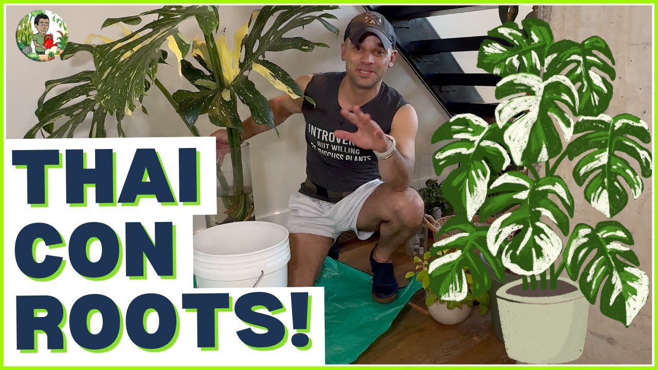 EASY Thai Constellation Propagation SECRETS For PERFECT Roots!