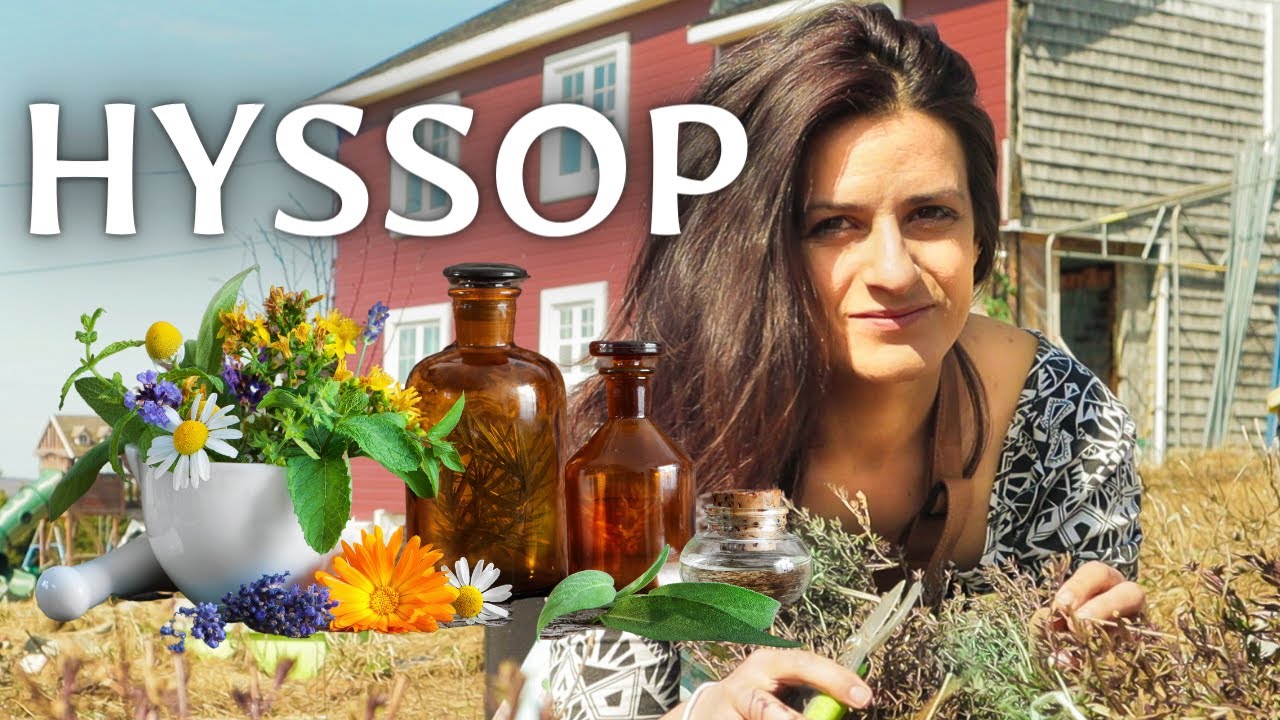 SHEDWARS21: Hyssop the Sacred Herb | Why is no one talking about it? HEALTH benefits