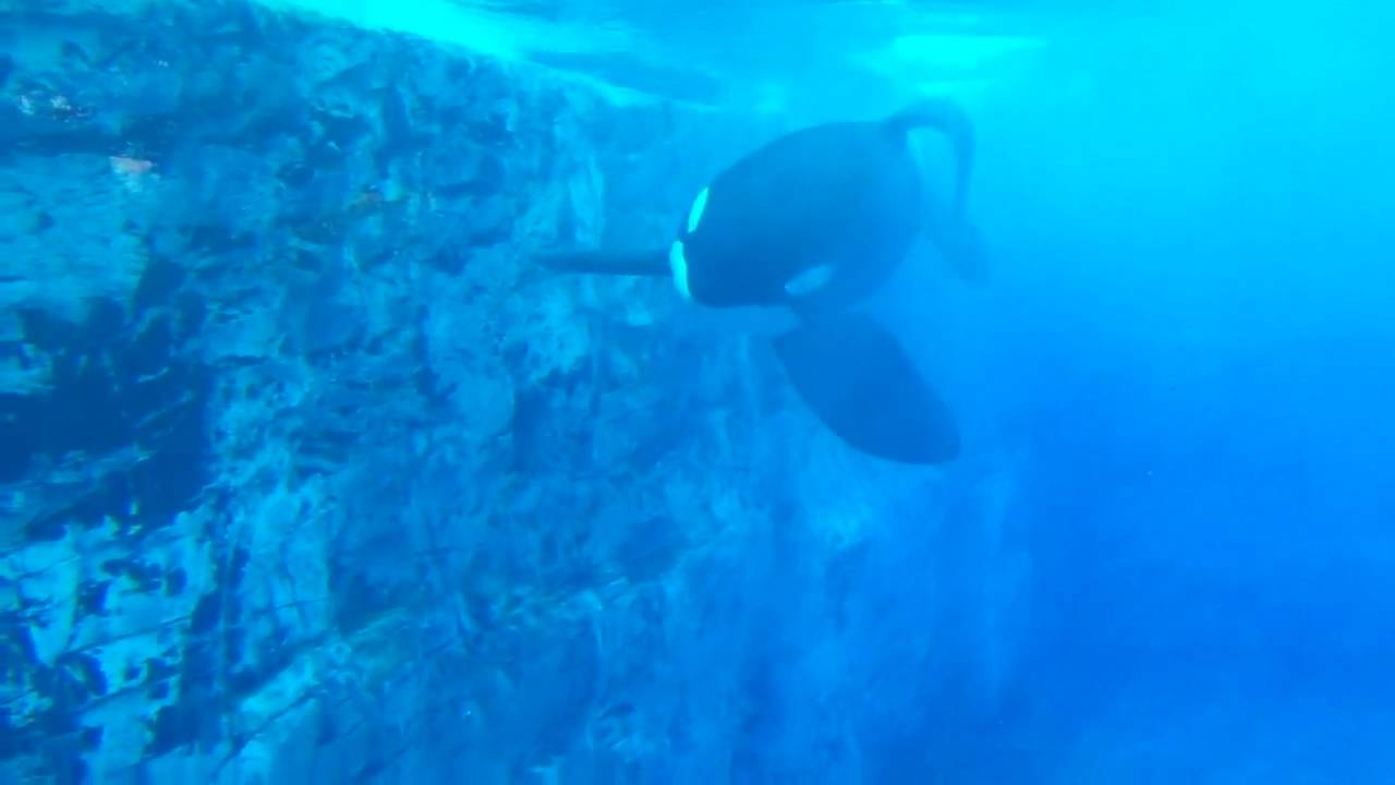 Tilikum up close