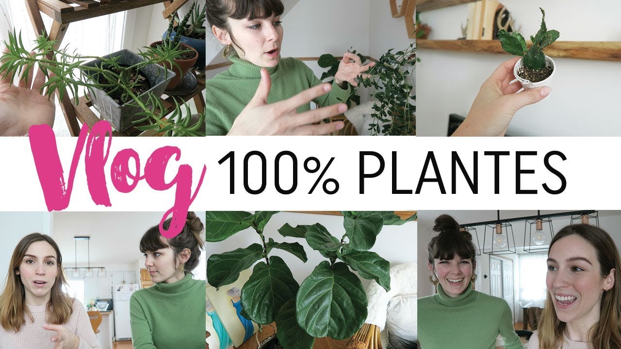 PLANTES D'INTÉRIEUR 101