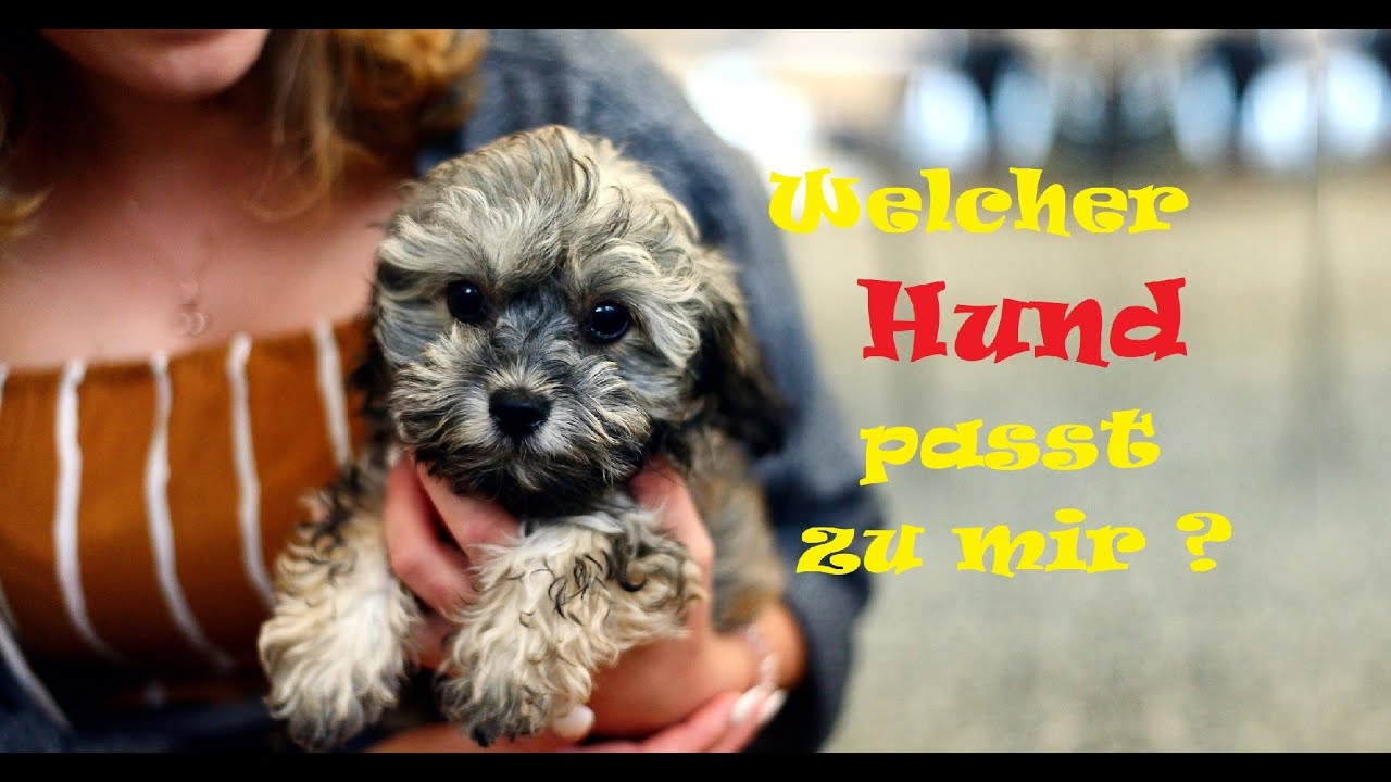 Hunde verstehen ⭐ Welcher Hund passt zu mir ?