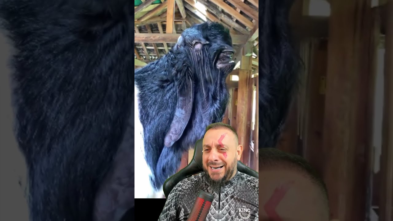 Que bicho bizarro &eacute; esse? Cabra de damasco