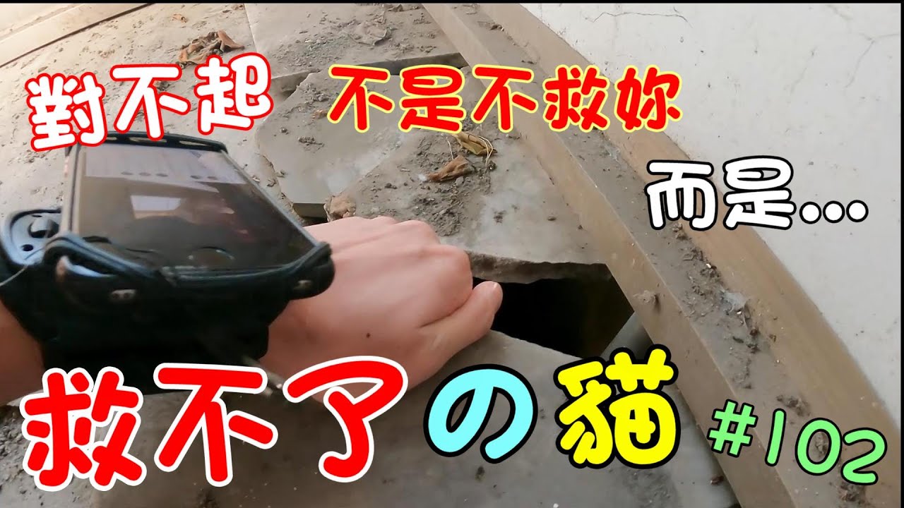『救不了的貓』如果不出手，她將會沒命！ Cat Story 