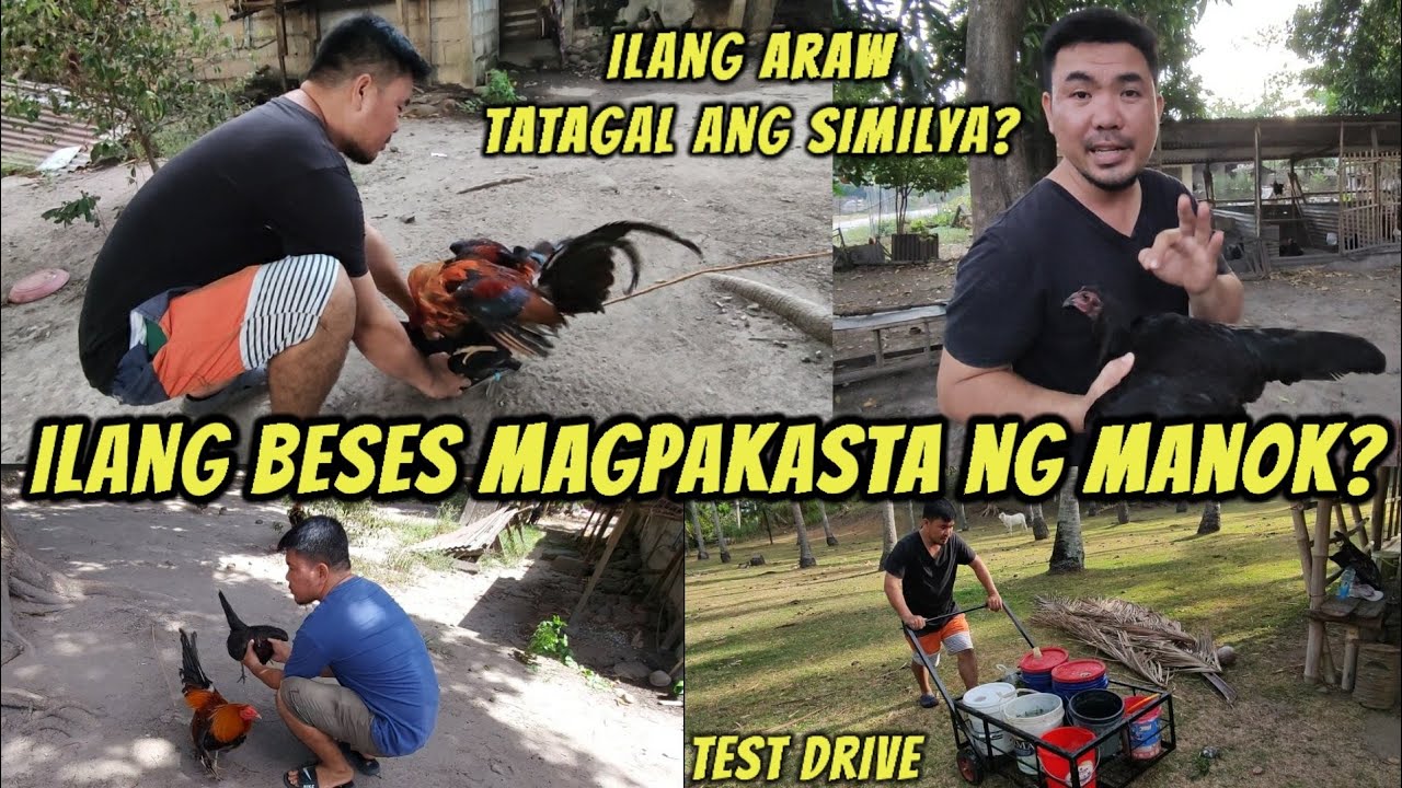 Ilang beses magpasampa o magpakasta ng inahing manok?