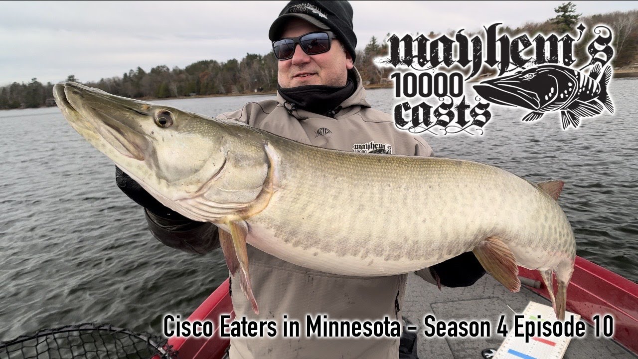 Season 4 Episode 10 - Cisco Eaters in Minnesota