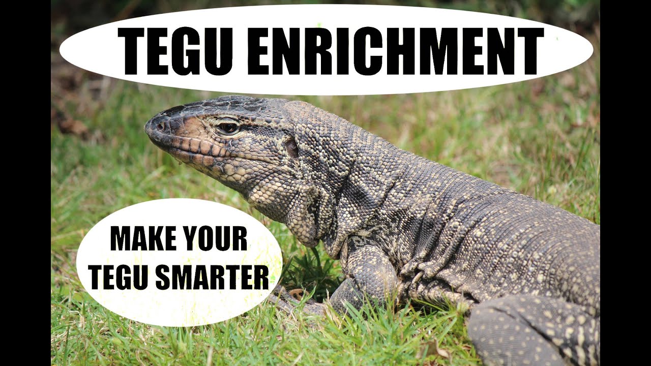 Tegu Enrichment Made Easy with These 2 Simple Tricks!