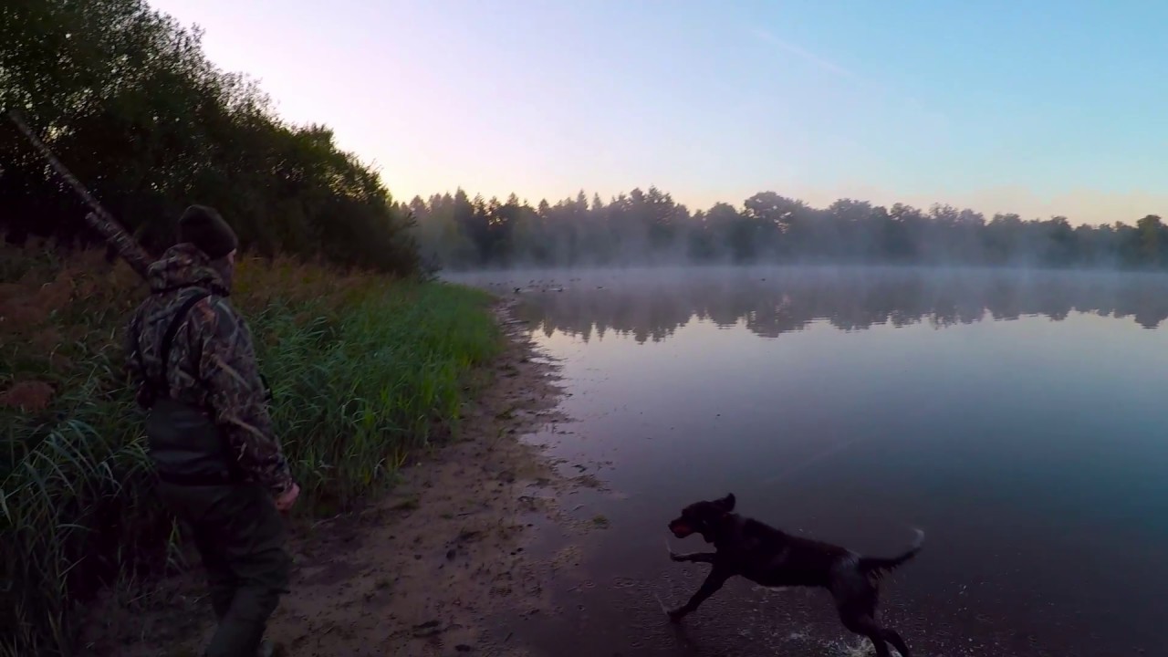 Picardy spaniel epagneul picard water dog loves ducks