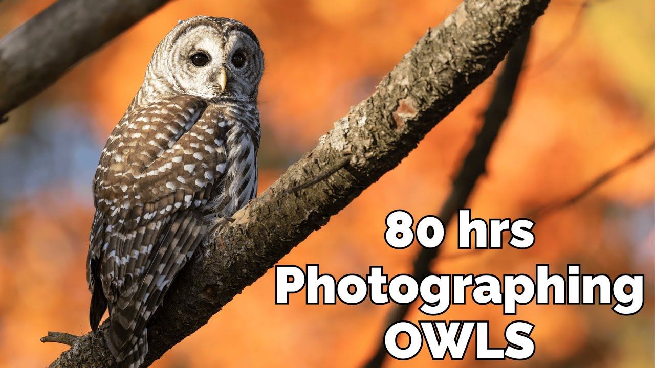 Tracking & Photographing Elusive OWLS | 3 WEEK Wildlife Photography Adventure