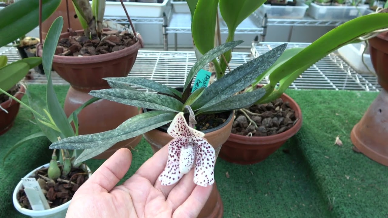 Lc. Dinard 'Blue Heaven' , Cattleya warneri, Cattleya Zephyr,  Cattleya maxima  coerulea