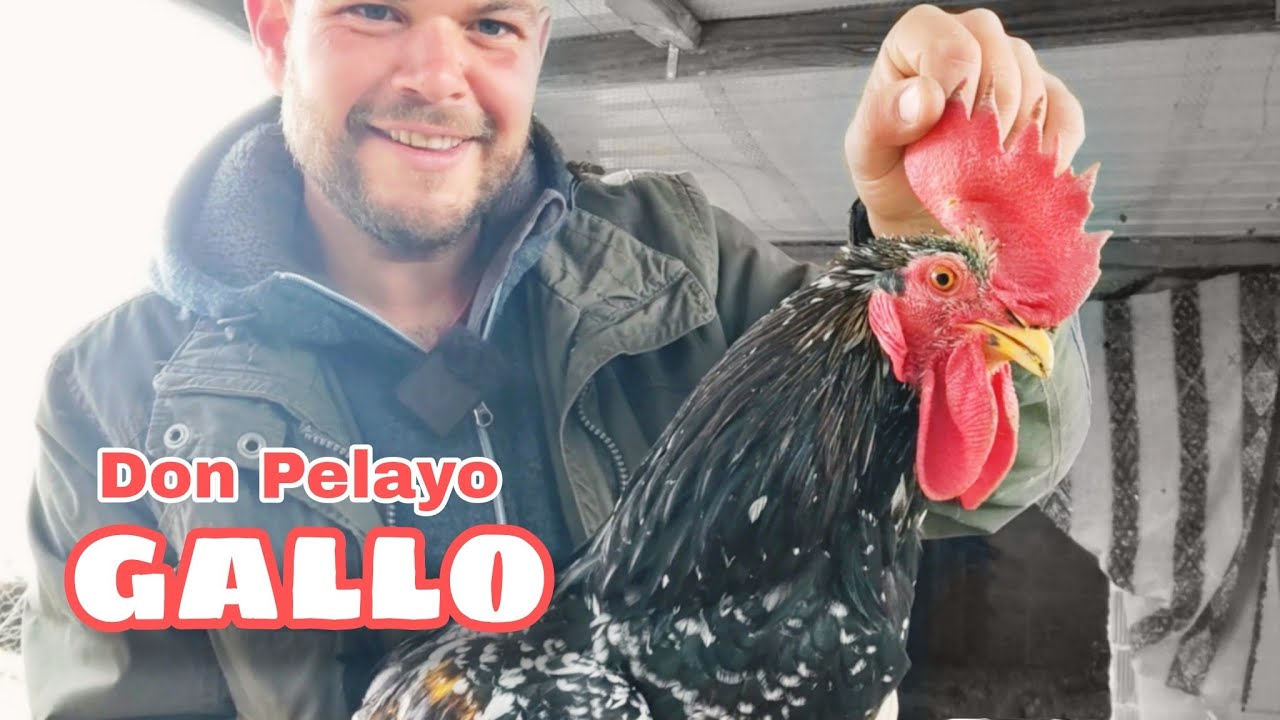 Mi Nuevo Gallo y sus Gallinas