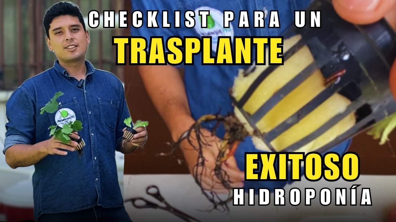 Si vas a empezar en hidroponía, mira esto ANTES de trasplantar