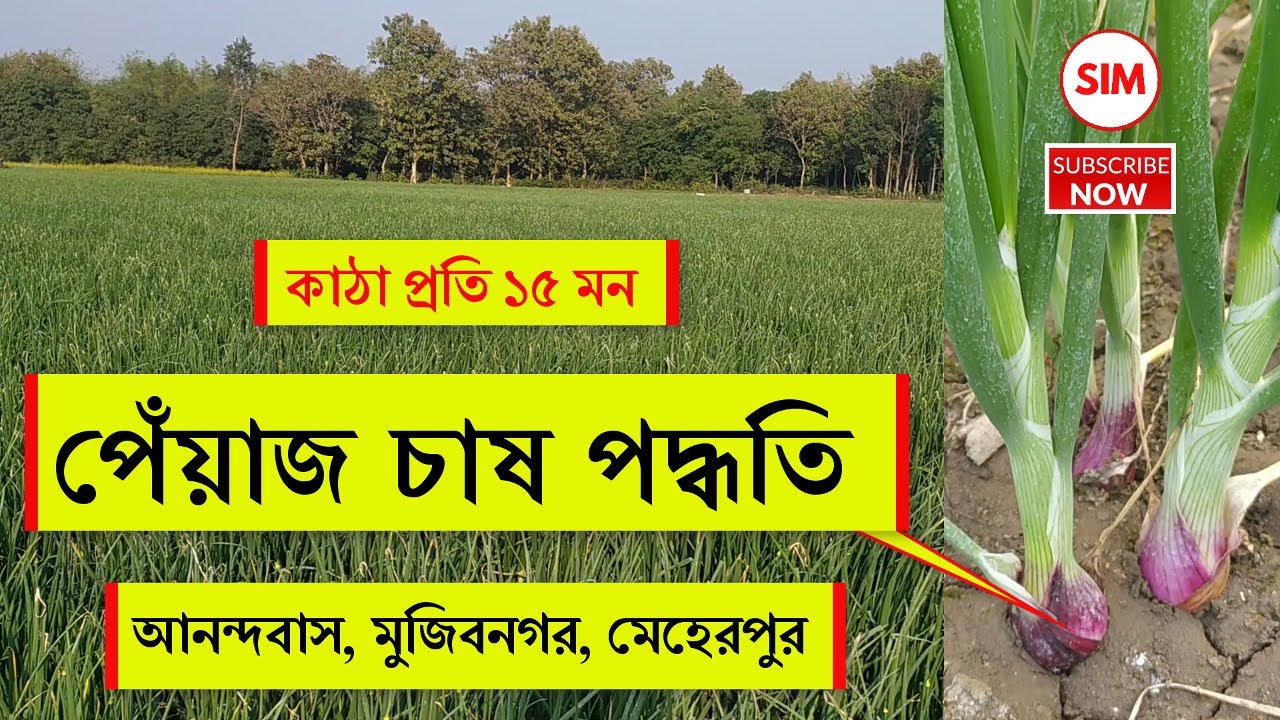পেঁয়াজ চাষ । এক কাঠা জমিতে ১০ থেকে ১৫ মন পর্যন্ত পেঁয়াজ । Onion Cultivation in Bangladesh