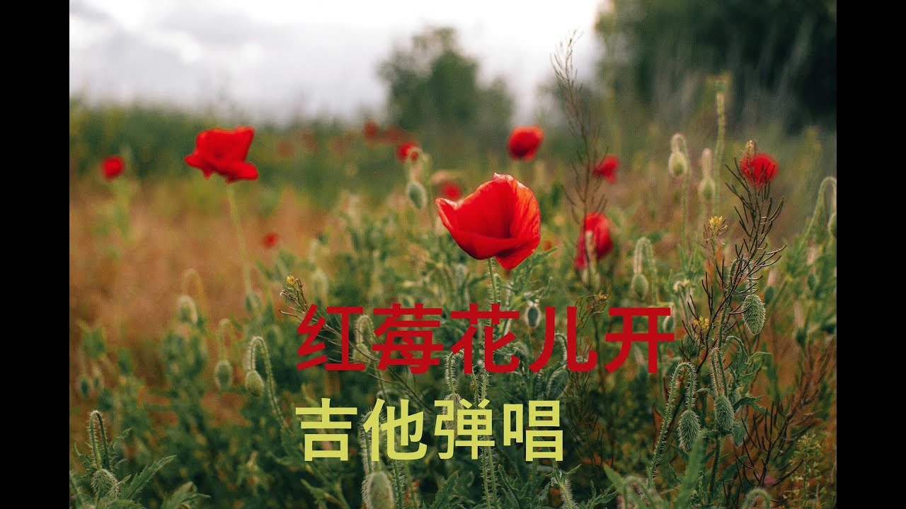 怀旧老歌 - 红莓花儿开 Ой, цветет калина 吉他弹唱 Russian folk song in Chinese language