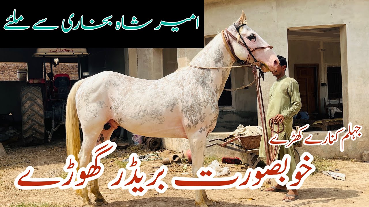 Beautiful Breeder Horses || Zulla Sial Breed