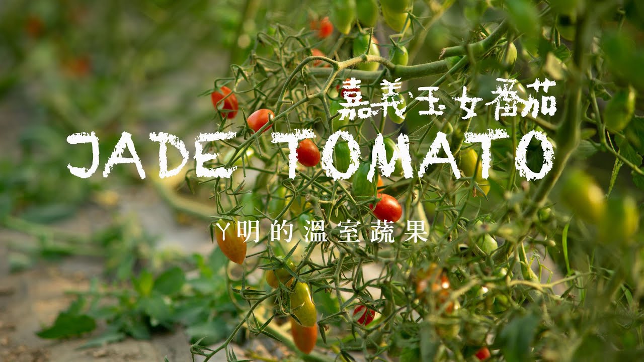 嘉義的玉女番茄園｜許文城｜ㄚ明的溫室蔬果園｜中文字幕｜HD 1080p