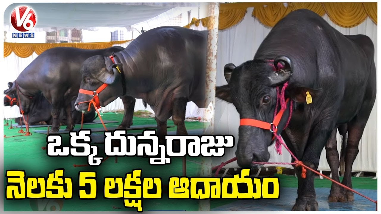 Khairatabad Madhu Yadav : World Famous Bulls In Hyderabad, Getting Ready For Sadar Festival | V6