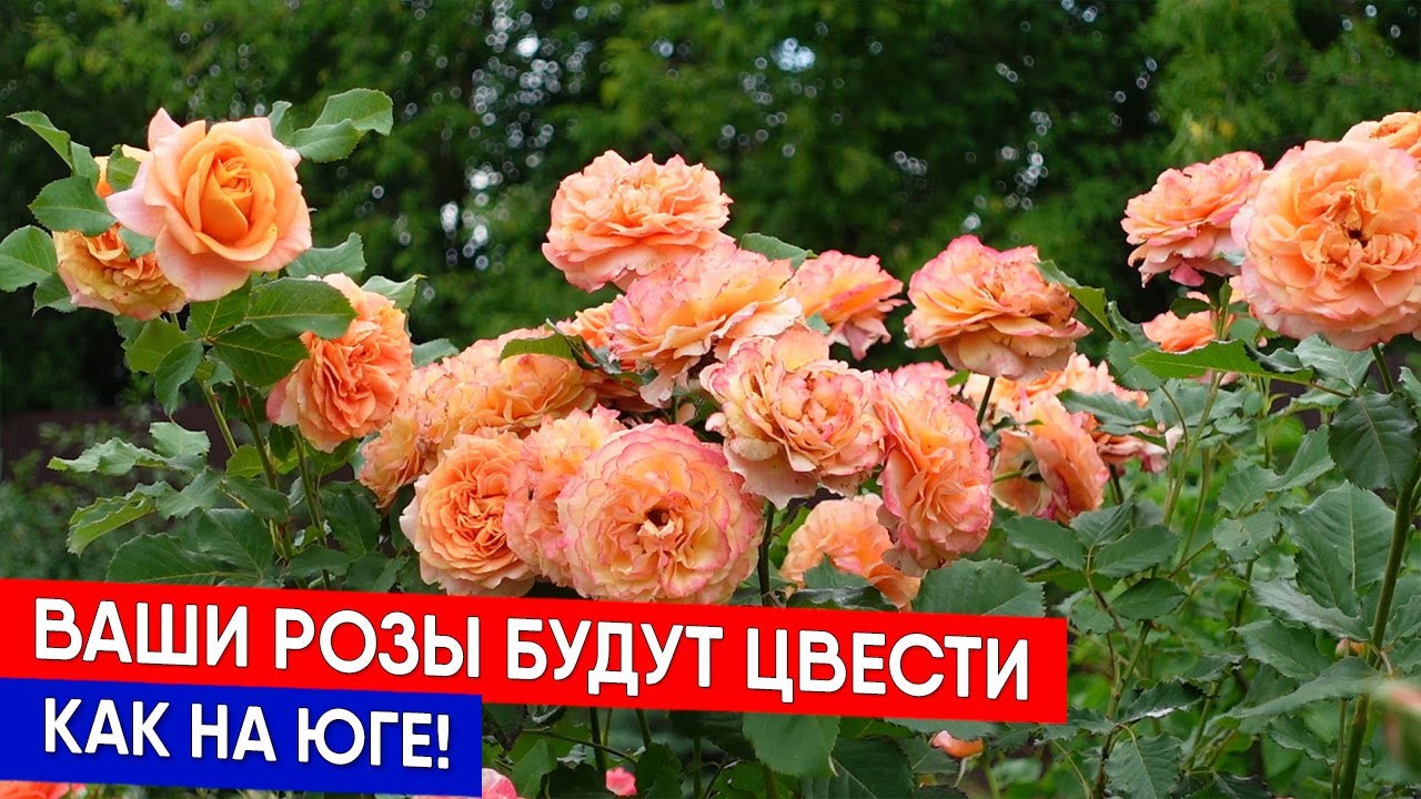 Ваши розы будут цвести как на юге!