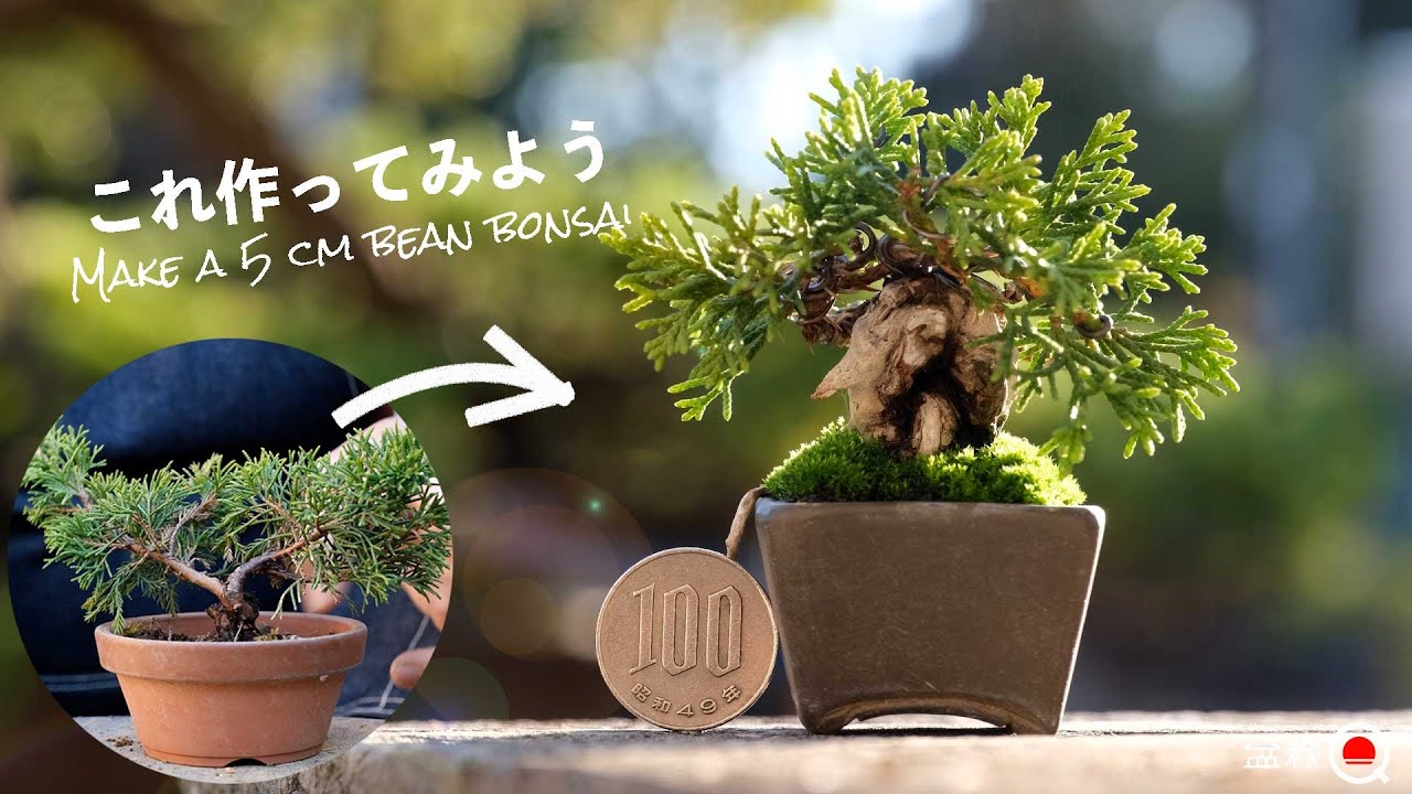 【真柏】5cmの盆栽を作ってみよう!【盆栽Q】