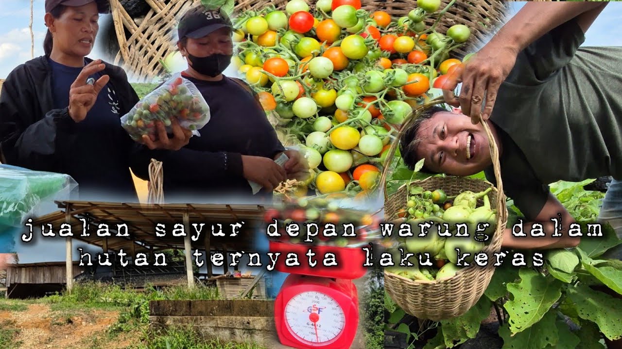 Jualan sayur depan warung dalam hutan ternyata laku juga warta petani muda hidup di hutan