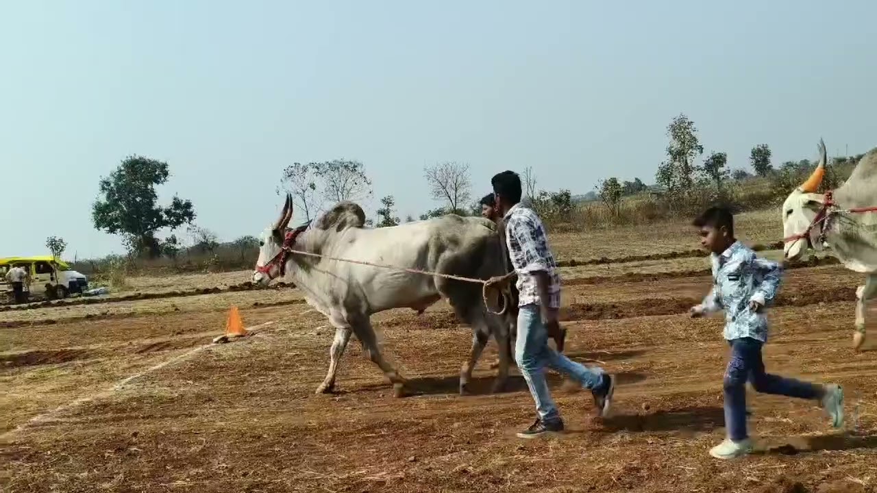 बोरखेड़ा ग्राउंड पर हरण्या भाई & बादल की एंट्री 