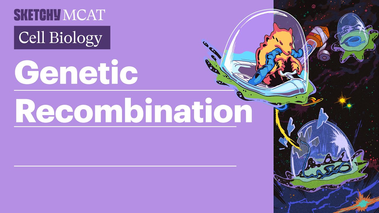 Genetic Recombination: Transformation, Conjugation, Transduction (Full Lesson) | Sketchy MCAT
