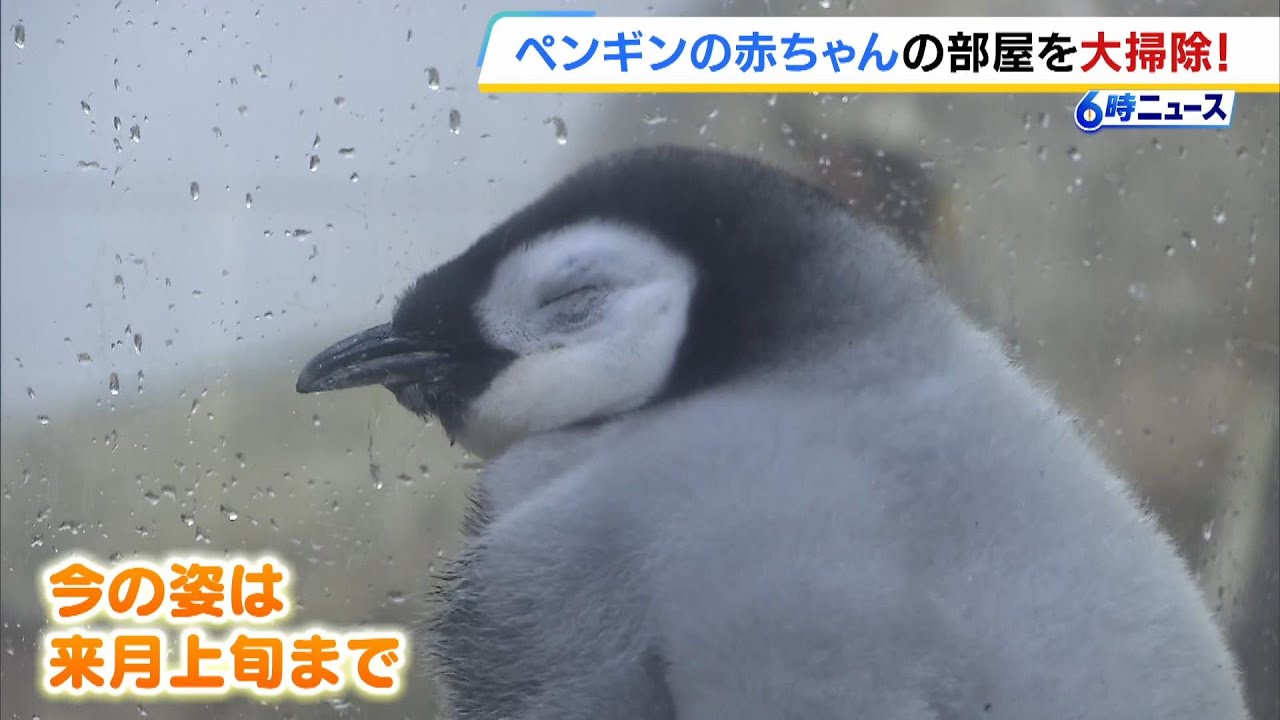 パンダなき白浜に“日本でここだけ”エンペラーペンギンの赤ちゃん登場　ふわふわ羽毛は１月上旬まで　和歌山・アドベンチャーワールド（2025年12月19日）
