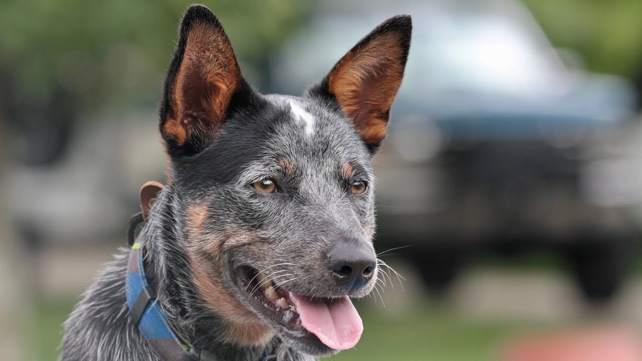 How to teach dogs to get in the Truck, Boat, and ATV