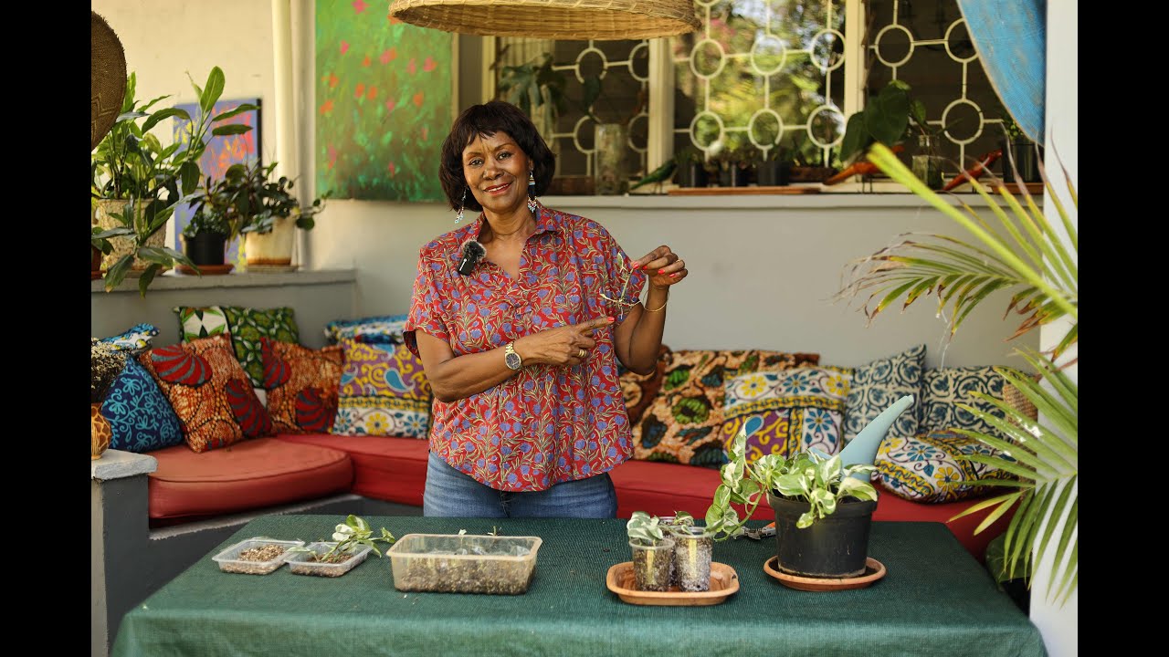 Propagate your Pothos Cuttings in Vermiculite for Thriving roots!