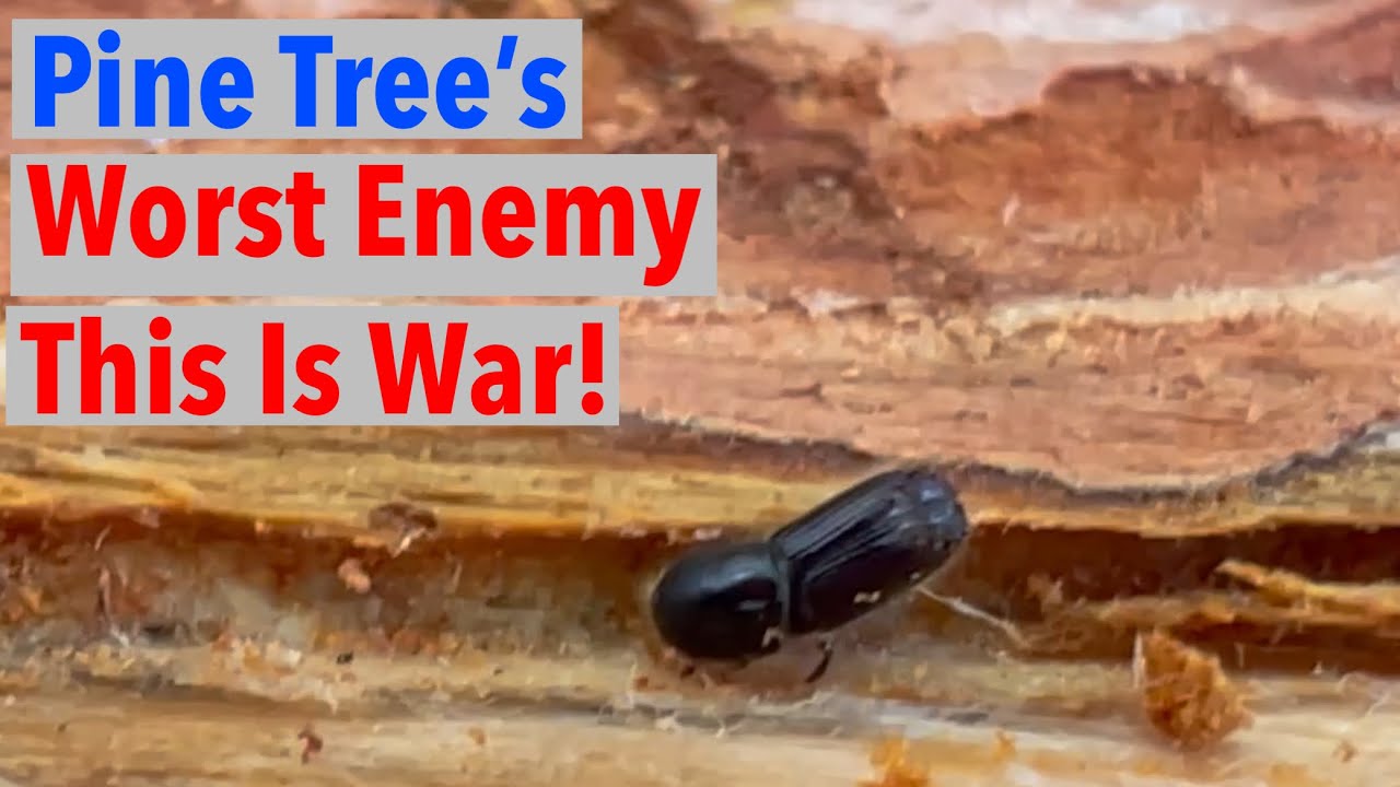 Saving Forests from Pine Bark Beetles This is War
