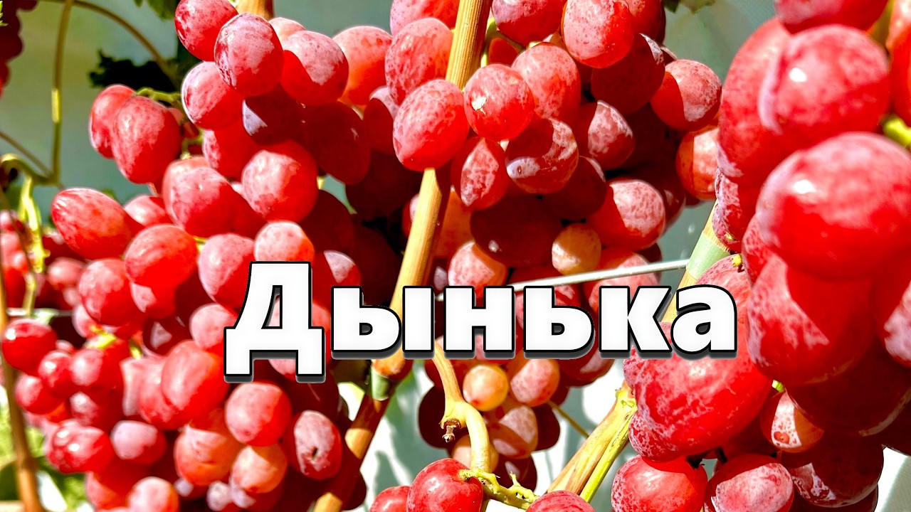 Виноград Дынька - обзор