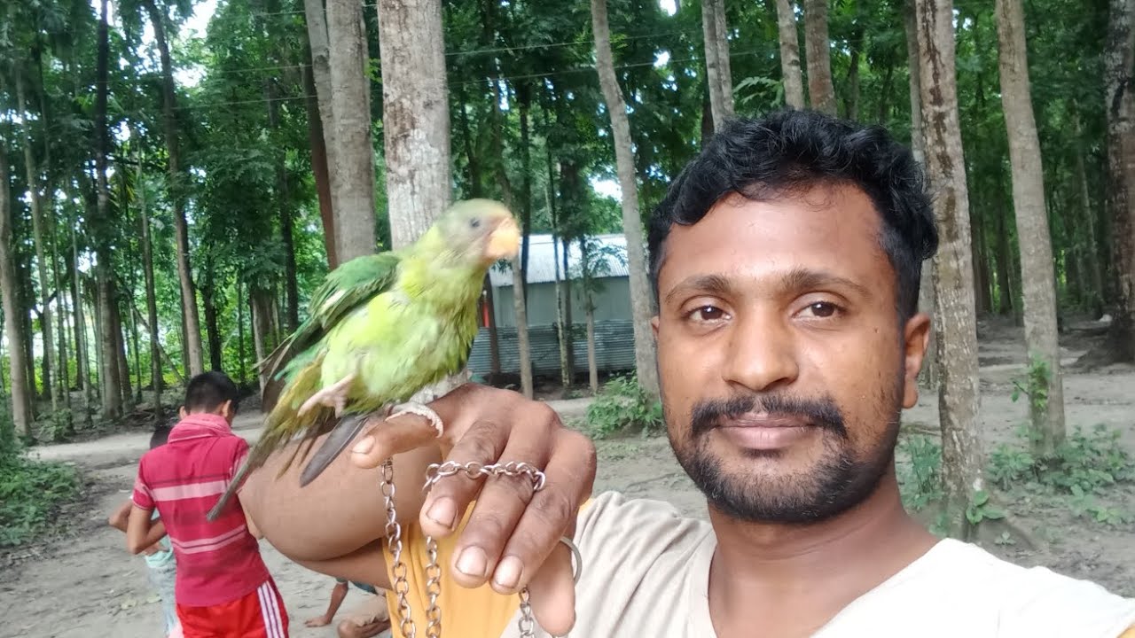 টিয়া পাখি। SYED ABDULLAH JOY 2