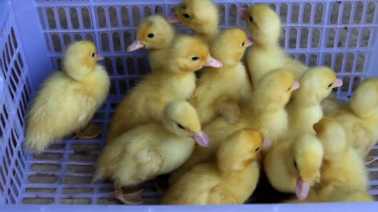 10 Formas de Hacer Dinero Criando PATOS! Guía de Cero a Héroe