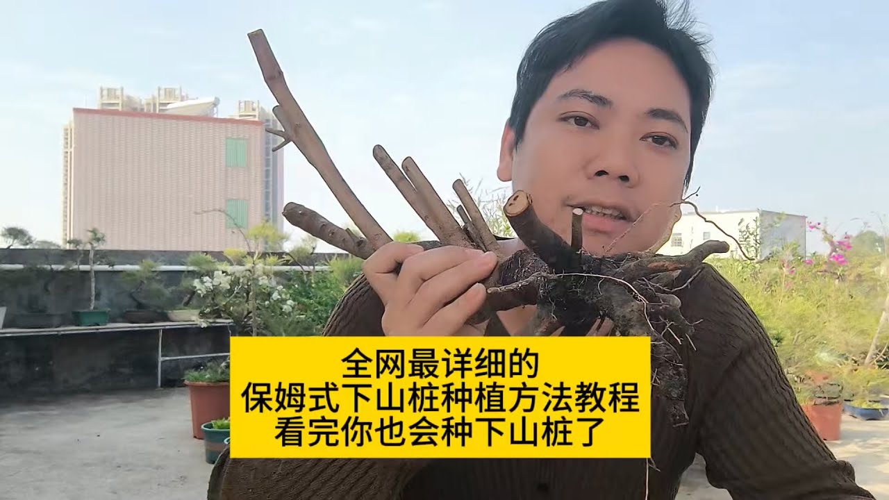 全网最细的下山桩种植方法分享，不会种下山桩的看了肯定都能学会。下山桩 #下山桩种植方法