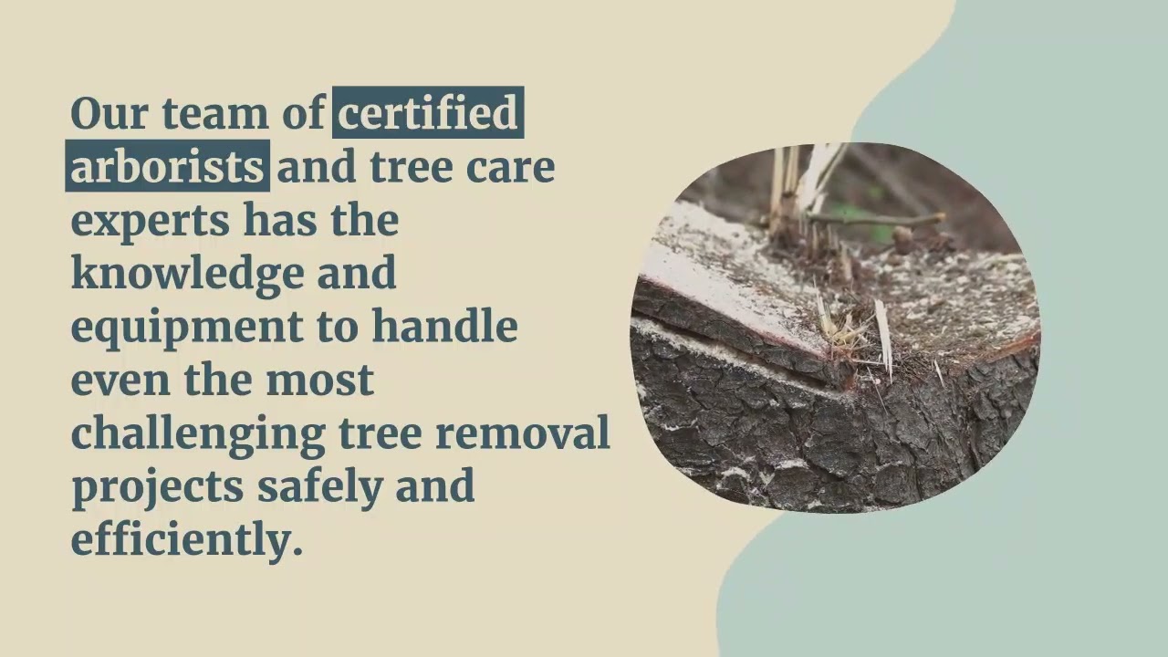 Protect Your Property with Ocala&rsquo;s Leading Tree Removal Experts